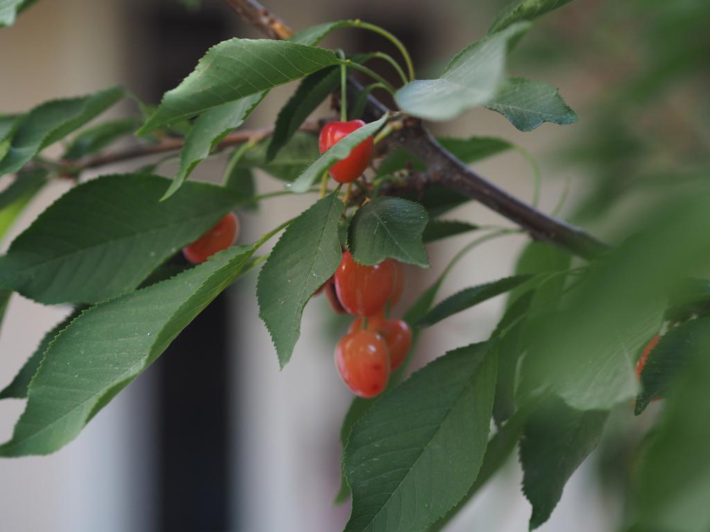 Antica Family Guest House Samarkand Esterno foto